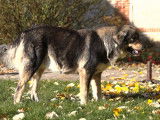 3 chiots Bergers du Caucase non-LOF n&eacute;s en novembre 2025 &agrave; r&eacute;server