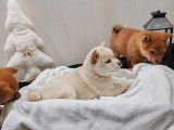 &Agrave; r&eacute;server, 5 chiots Shiba Inus LOF