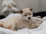 &Agrave; r&eacute;server, 5 chiots Shiba Inus LOF