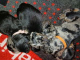 Chiots Beauceron