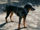 Chiots Beauceron