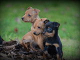 Chiots Pinscher Nain &agrave; vendre