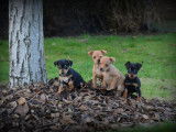 Chiots Pinscher Nain &agrave; vendre