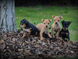 Chiots Pinscher Nain &agrave; vendre