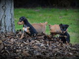Chiots Pinscher Nain &agrave; vendre