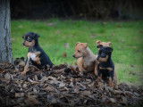 Chiots Pinscher Nain &agrave; vendre