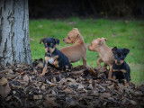 Chiots Pinscher Nain &agrave; vendre