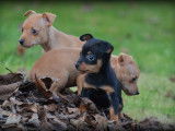 Chiots Pinscher Nain &agrave; vendre