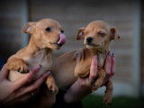Chiots Pinscher Nain à vendre