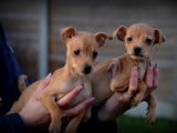 Chiots Pinscher Nain &agrave; vendre