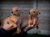 Chiots Pinscher Nain à vendre