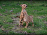 Chiots Pinscher Nain à vendre
