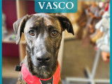 Vasco, jeune chien berger cr&eacute;ole &agrave; adopter en association