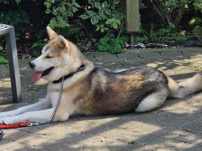 Akita Inu crois&eacute; Husky adulte &agrave; vendre