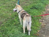 Akita Inu crois&eacute; Husky adulte &agrave; vendre