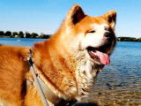 Chien Akita Inu LOF n&eacute; en janvier 2018 disponible &agrave; la saillie