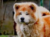 Chien Akita Inu LOF n&eacute; en janvier 2018 disponible &agrave; la saillie