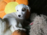 4 chiots Jack Russells Terriers LOF n&eacute;s en septembre 2025 disponibles &agrave; la vente