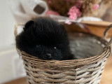 2 chiots Spitz Nains LOF de couleur noire &agrave; vendre