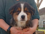 4 chiots Bergers Australiens LOF disponibles &agrave; la vente
