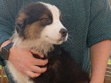 4 chiots Bergers Australiens LOF disponibles &agrave; la vente
