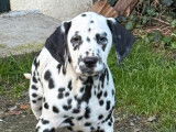 7 chiots Dalmatiens LOF disponibles &agrave; la vente