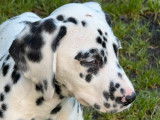 7 chiots Dalmatiens LOF disponibles &agrave; la vente