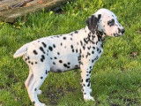 7 chiots Dalmatiens LOF disponibles &agrave; la vente