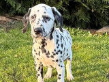7 chiots Dalmatiens LOF disponibles &agrave; la vente