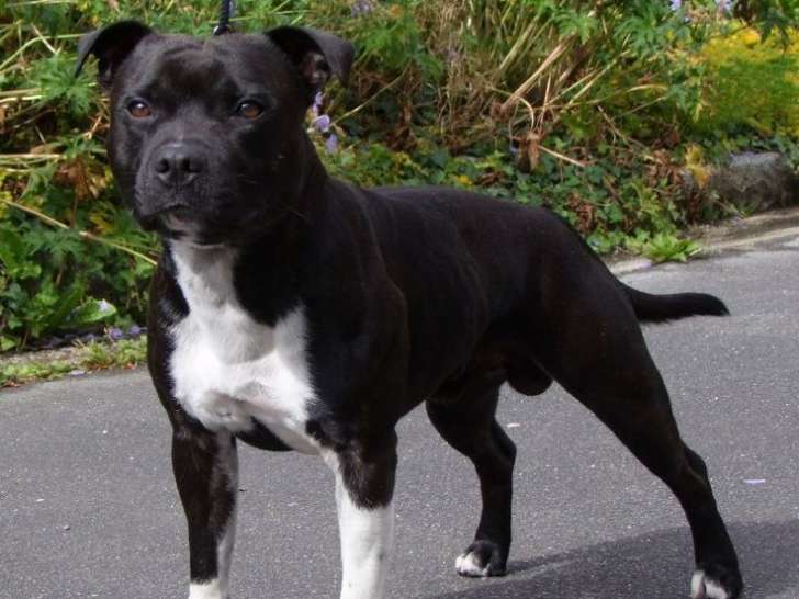 Disponible à la saillie, un chien Staffordshire Bull Terrier LOF
