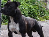 Disponible à la saillie, un chien Staffordshire Bull Terrier LOF