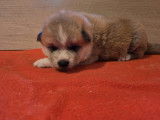 7 chiots Akita Inus LOF n&eacute;s en novembre 2025 &agrave; r&eacute;server