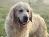 Chien Golden Retriever LOF disponible &agrave; la vente
