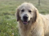 Chien Golden Retriever LOF disponible &agrave; la vente