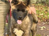 Chiot m&acirc;le Akita Am&eacute;ricain LOF n&eacute; en juillet 2025 disponible &agrave; la vente