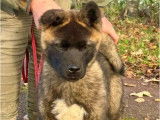 Chiot m&acirc;le Akita Am&eacute;ricain LOF n&eacute; en juillet 2025 disponible &agrave; la vente