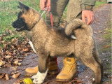 Chiot m&acirc;le Akita Am&eacute;ricain LOF n&eacute; en juillet 2025 disponible &agrave; la vente