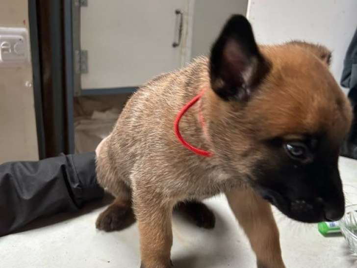 5 chiots mâles Bergers Belges Malinois LOF nés en novembre 2025 à réserver