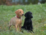 3 chiots m&acirc;les Labradors Retrievers LOF n&eacute;s en septembre 2025 disponibles &agrave; la vente