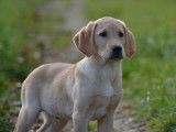 3 chiots m&acirc;les Labradors Retrievers LOF n&eacute;s en septembre 2025 disponibles &agrave; la vente