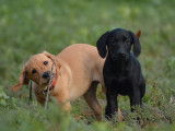 3 chiots m&acirc;les Labradors Retrievers LOF n&eacute;s en septembre 2025 disponibles &agrave; la vente