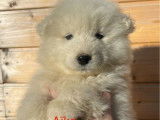 Des chiot Samoy&egrave;des LOF &agrave; vendre