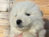 Des chiot Samoy&egrave;des LOF &agrave; vendre