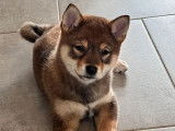 Chien Shiba Inu LOF n&eacute; en juillet 2023 disponible &agrave; la vente