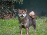 Chien Shiba Inu LOF n&eacute; en juillet 2023 disponible &agrave; la vente