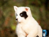 Chiot m&acirc;le Laika de Iakoutie LOF disponible &agrave; la vente