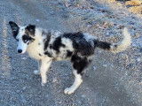 Chiot Border Collie m&acirc;le bleu merle LOF n&eacute; en ao&ucirc;t 2025 &agrave; vendre