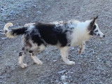 Chiot Border Collie m&acirc;le bleu merle LOF n&eacute; en ao&ucirc;t 2025 &agrave; vendre