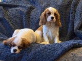1 chiot m&acirc;le Cavalier King Charles LOF disponible &agrave; la vente