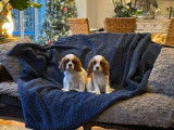 Chiot femelle Cavalier King Charles LOF disponible &agrave; la vente